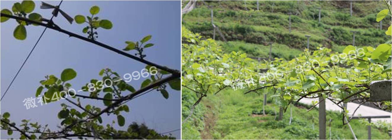 獼猴桃萌芽期如何施肥，才能促進(jìn)萌芽齊、萌芽壯？