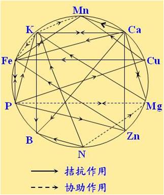 原料型鉀肥和鎂肥為什么會(huì)發(fā)生拮抗？