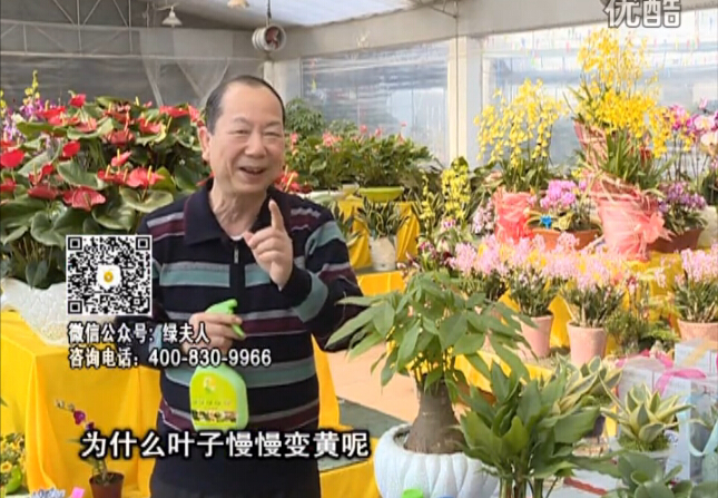 20160307珠江臺搖錢樹：陰生植物也不好種，黃葉多長勢弱？用綠夫人來呵護