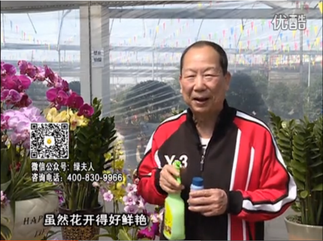 20160314珠江臺(tái)搖錢樹：家種鮮花、鮮切花，用綠夫人600度鮮花液?；ㄆG、花期長