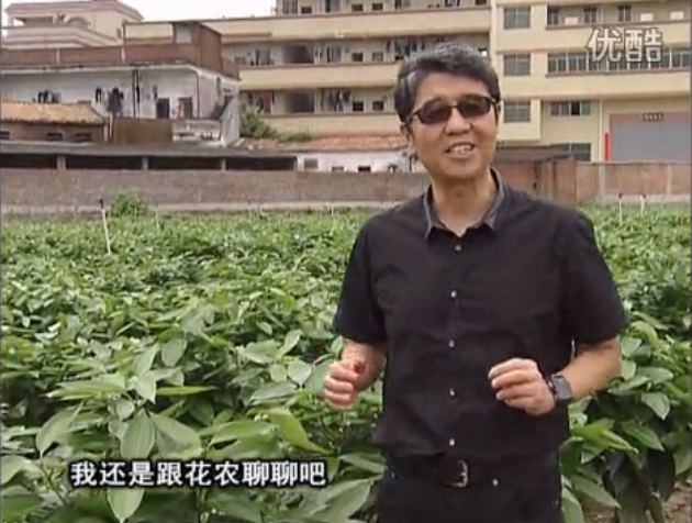 20160606珠江臺搖錢樹：觀葉植物用微補方案，壯根提長、保葉抗病好！