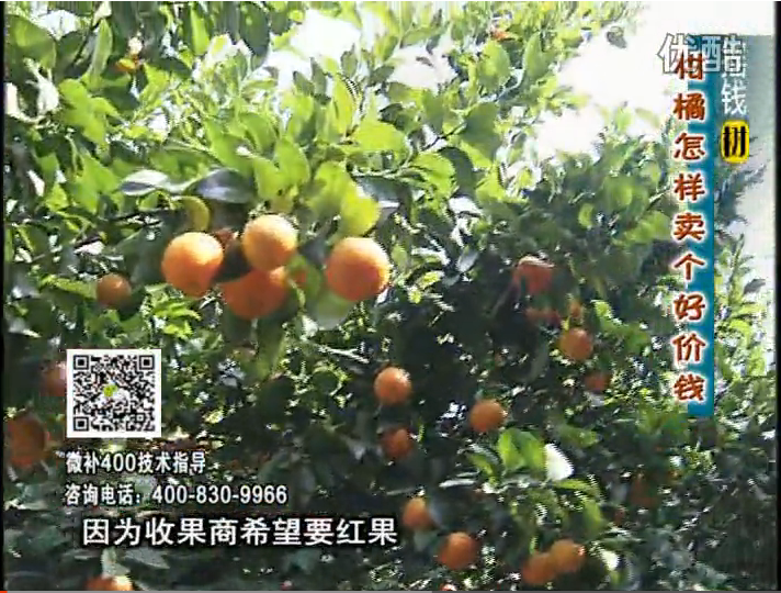 20161107珠江臺搖錢樹：柑橘噴施微補(bǔ)紅果力、蓋力，增甜增重賣價(jià)高