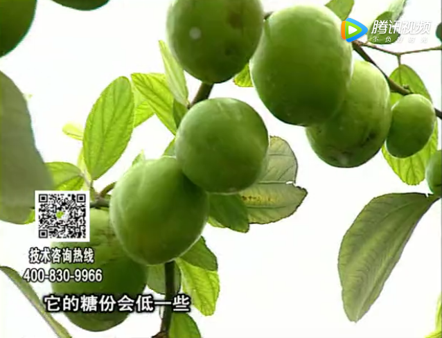 20171204珠江臺(tái)搖錢樹(shù)：青棗膨果增甜如何做？